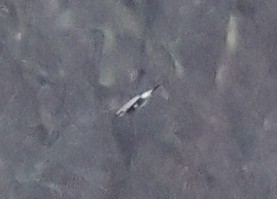 オオモズ - ML646690116