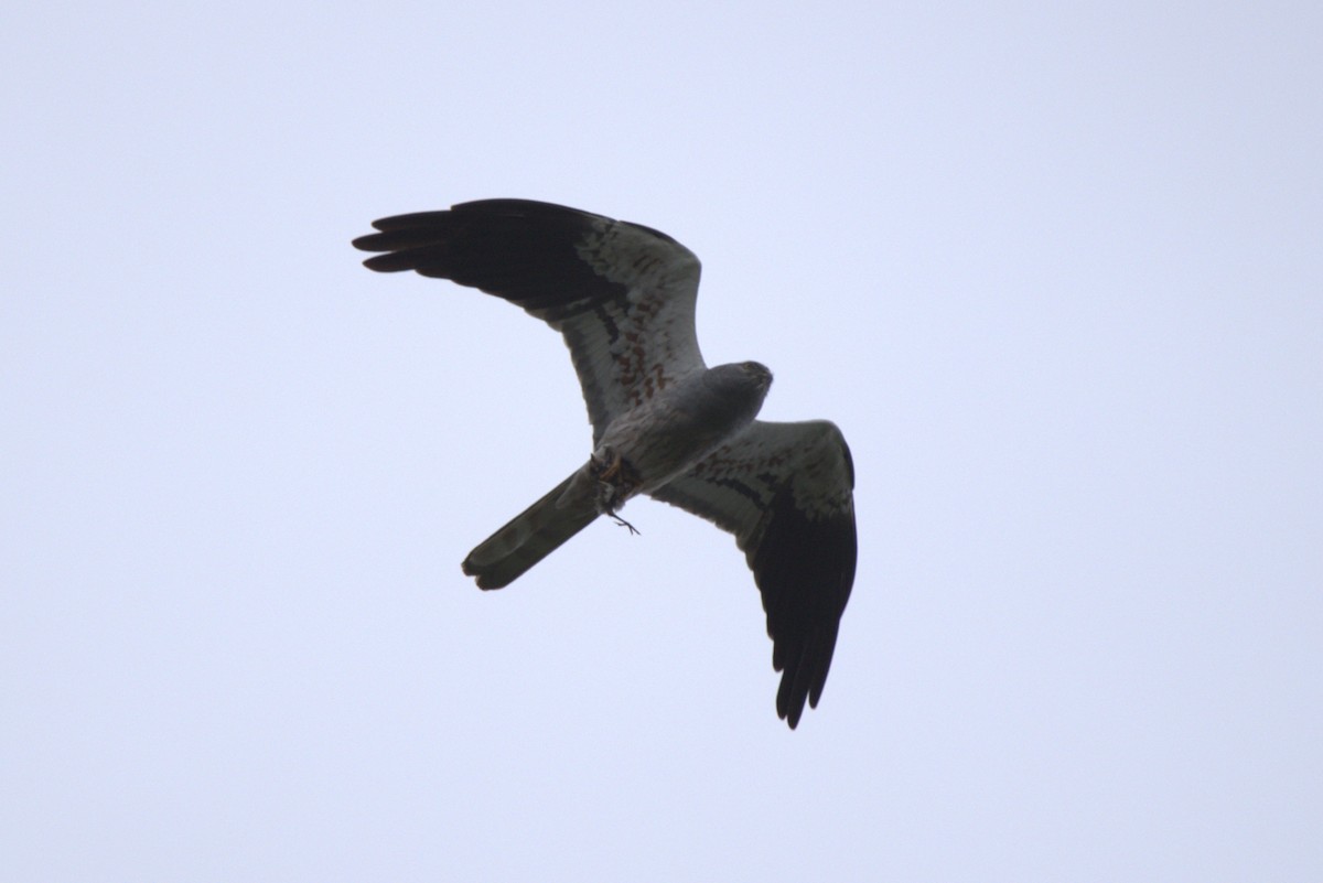 moták lužní - ML646690122