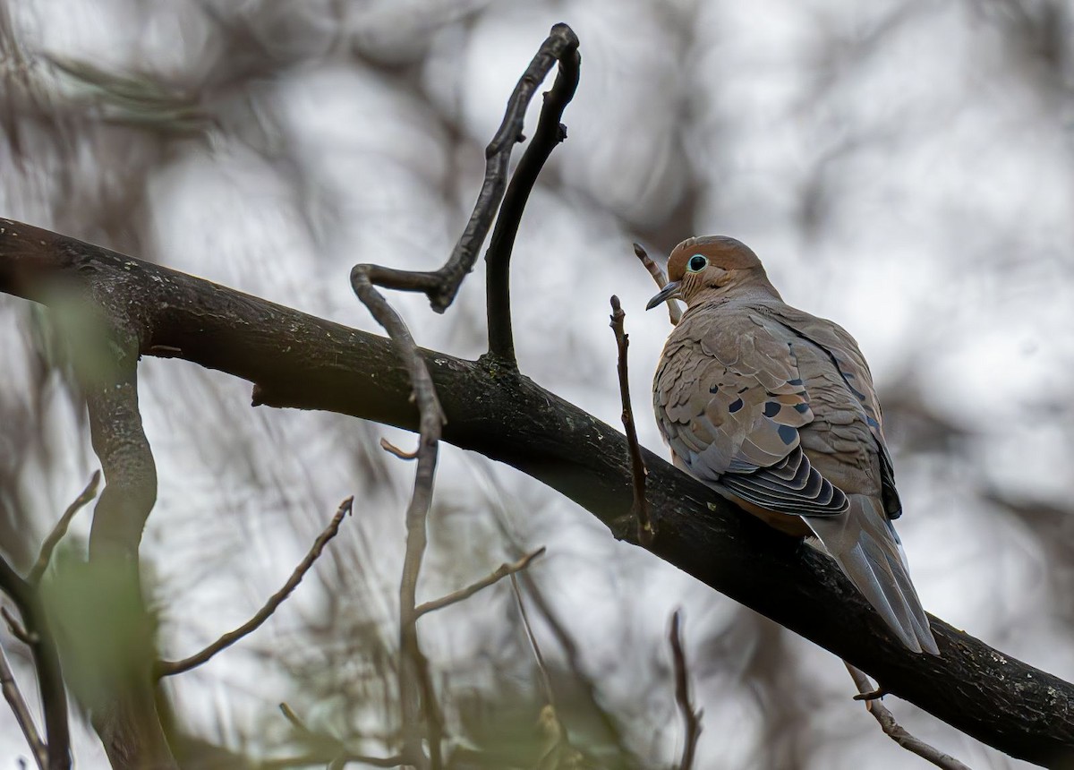 Uzun Kuyruklu Kumru - ML646690124