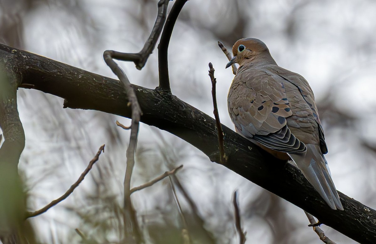 Uzun Kuyruklu Kumru - ML646690125