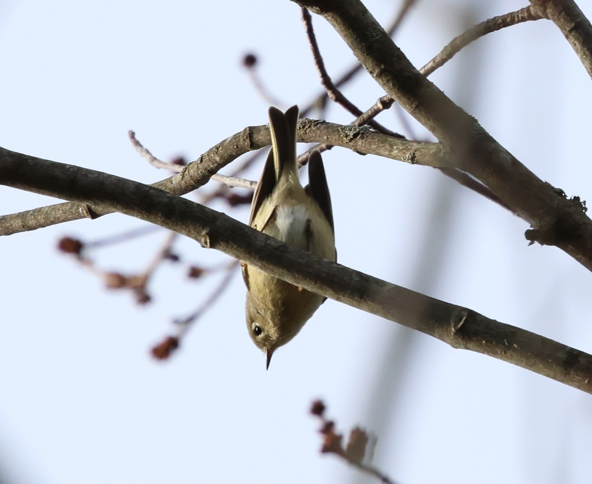 ルビーキクイタダキ - ML646690127