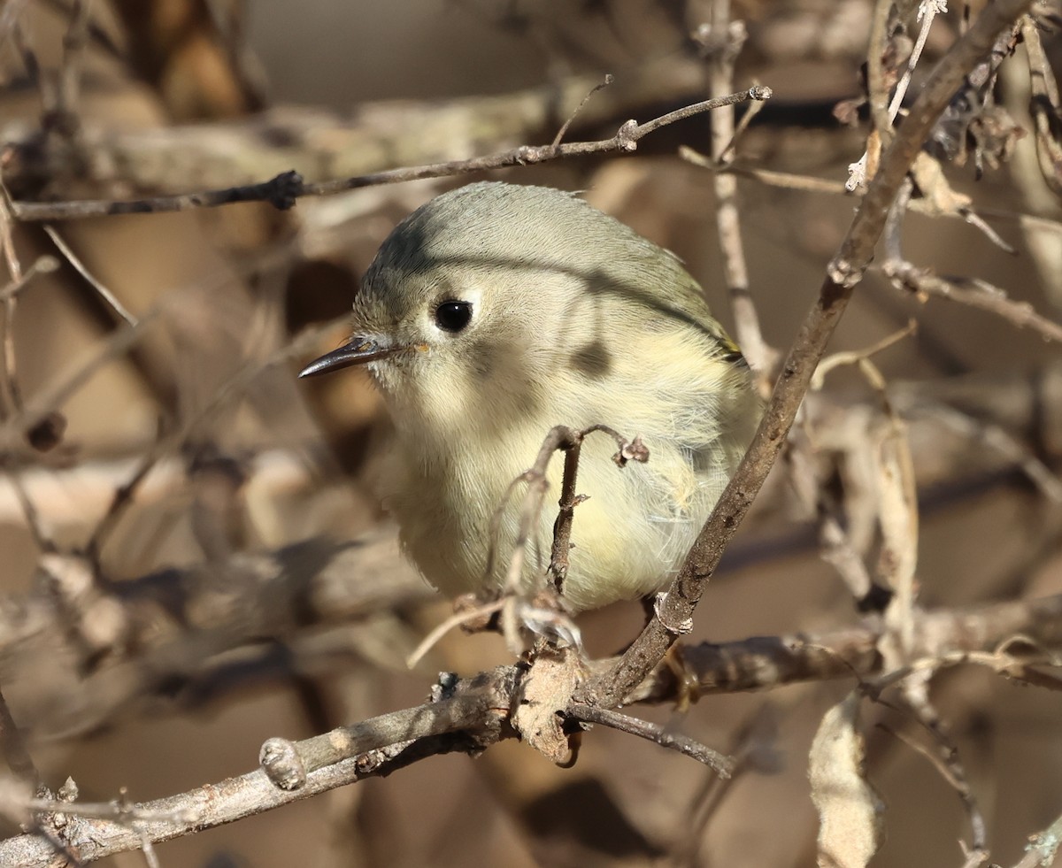 ルビーキクイタダキ - ML646690128