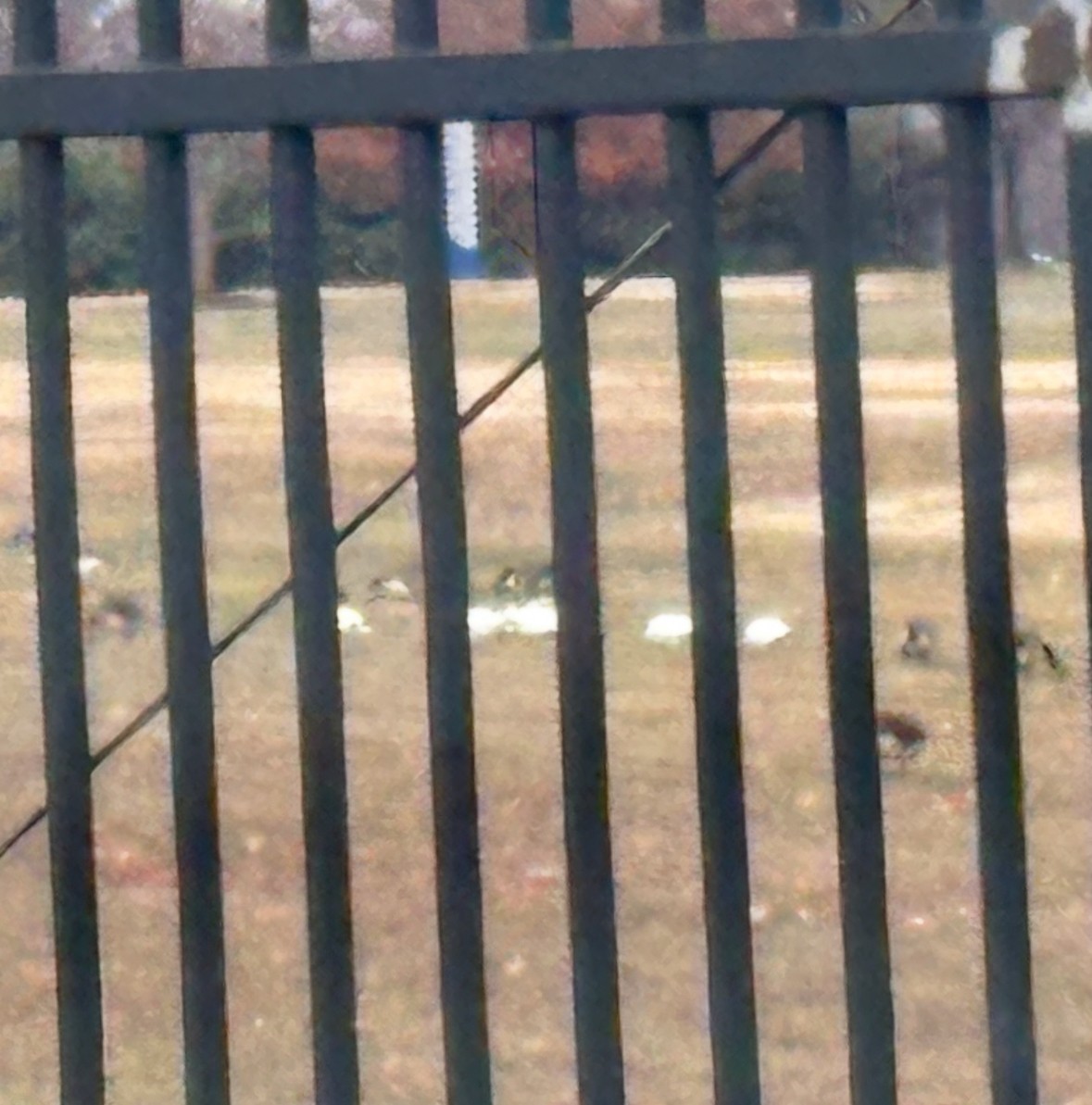 Ross's Goose - ML646690129