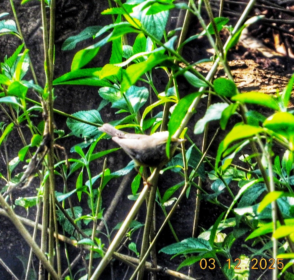 Sulphur-bellied Warbler - ML646690131