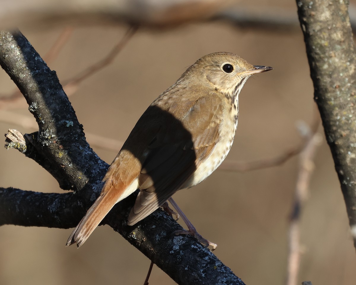 Münzevi Bülbül Ardıcı - ML646690147