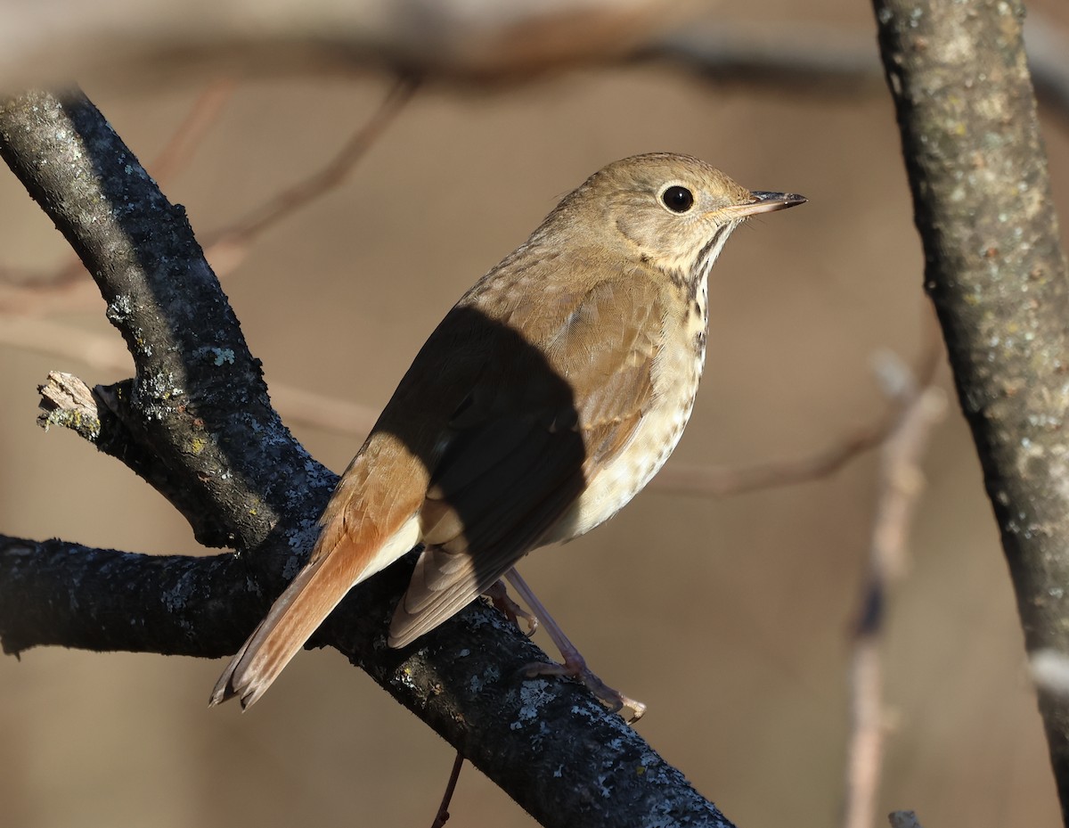 Münzevi Bülbül Ardıcı - ML646690148