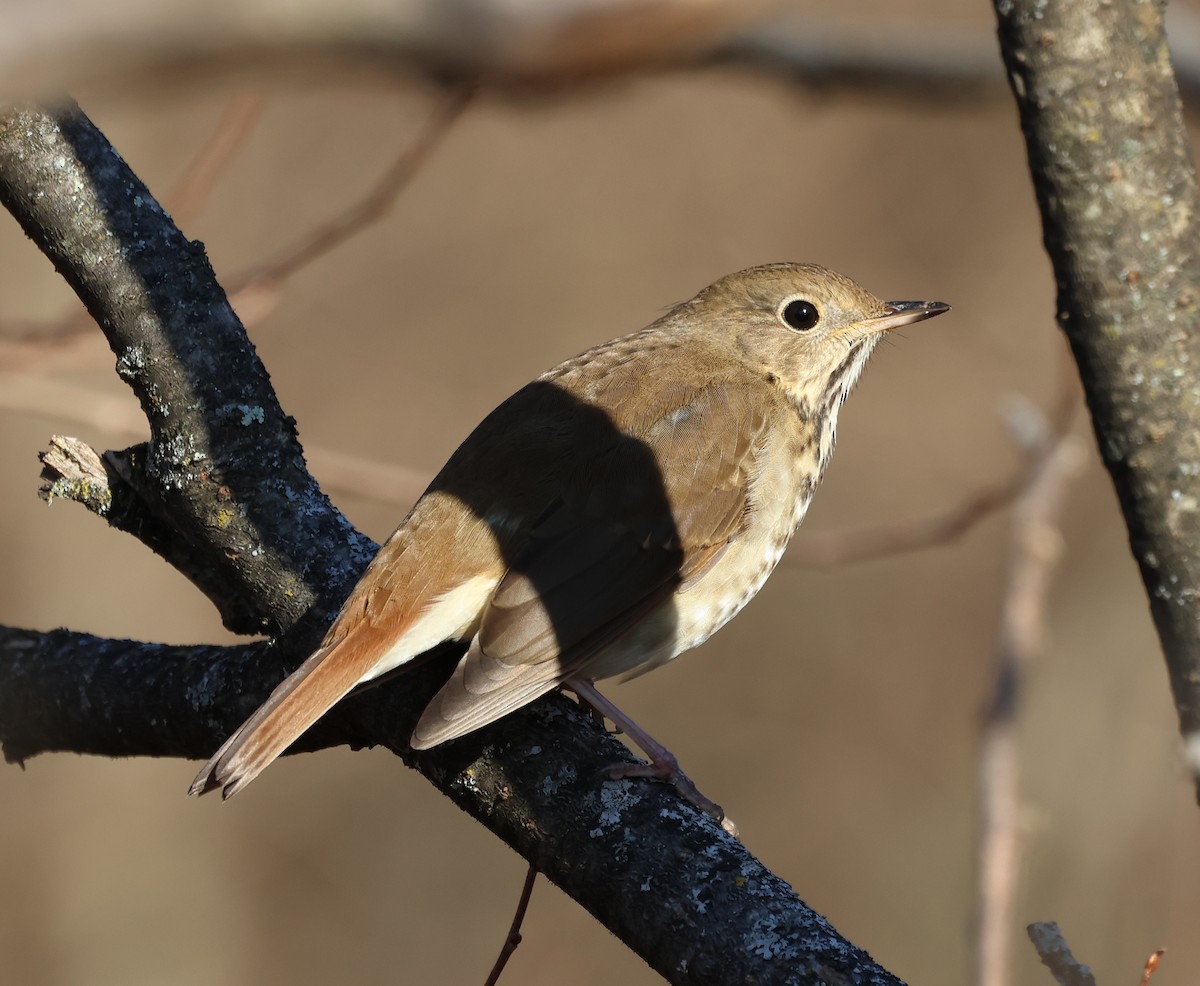 Münzevi Bülbül Ardıcı - ML646690149