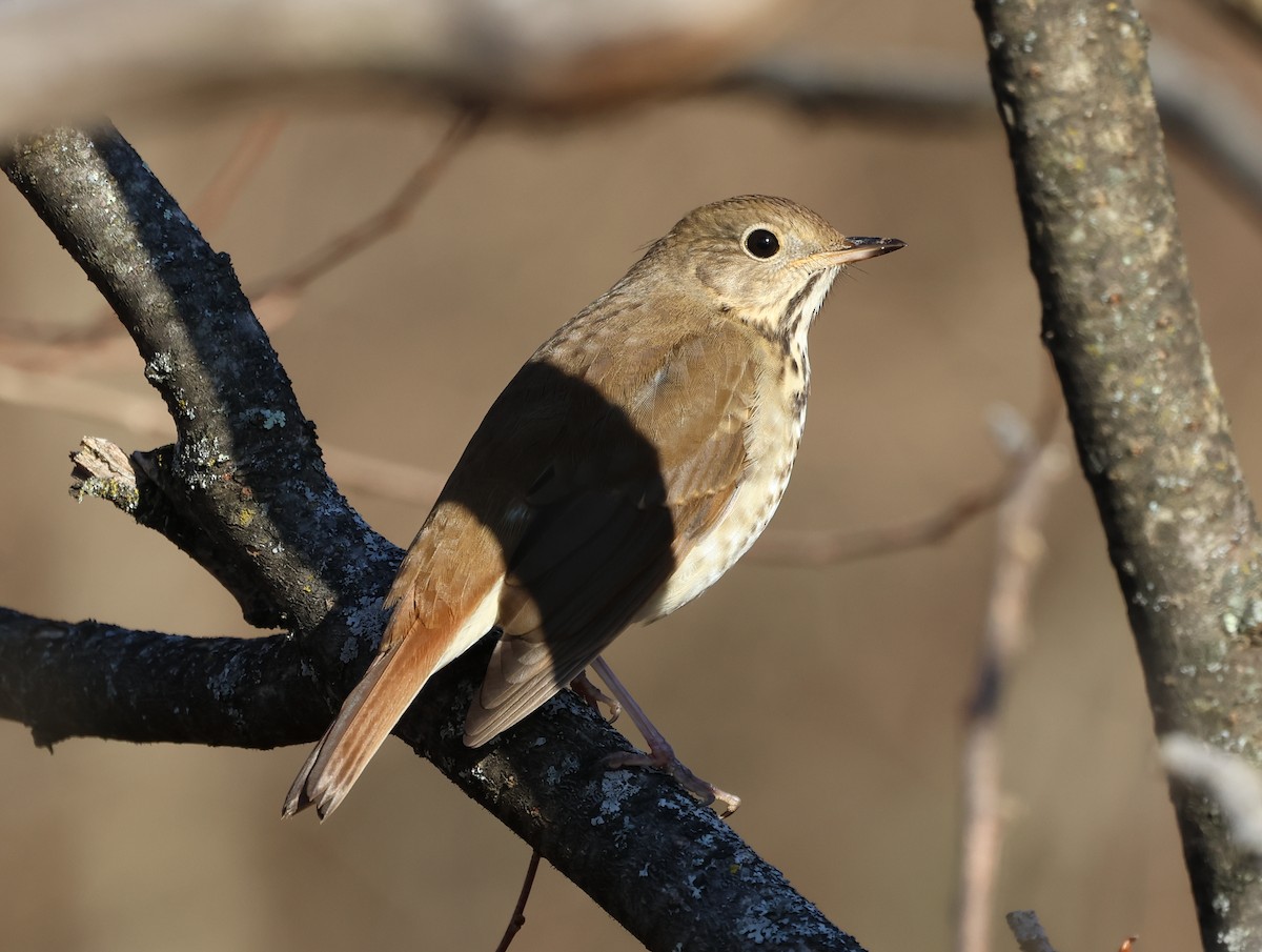 Münzevi Bülbül Ardıcı - ML646690150