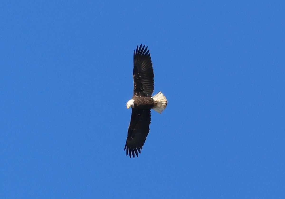 Ak Başlı Kartal - ML646690151