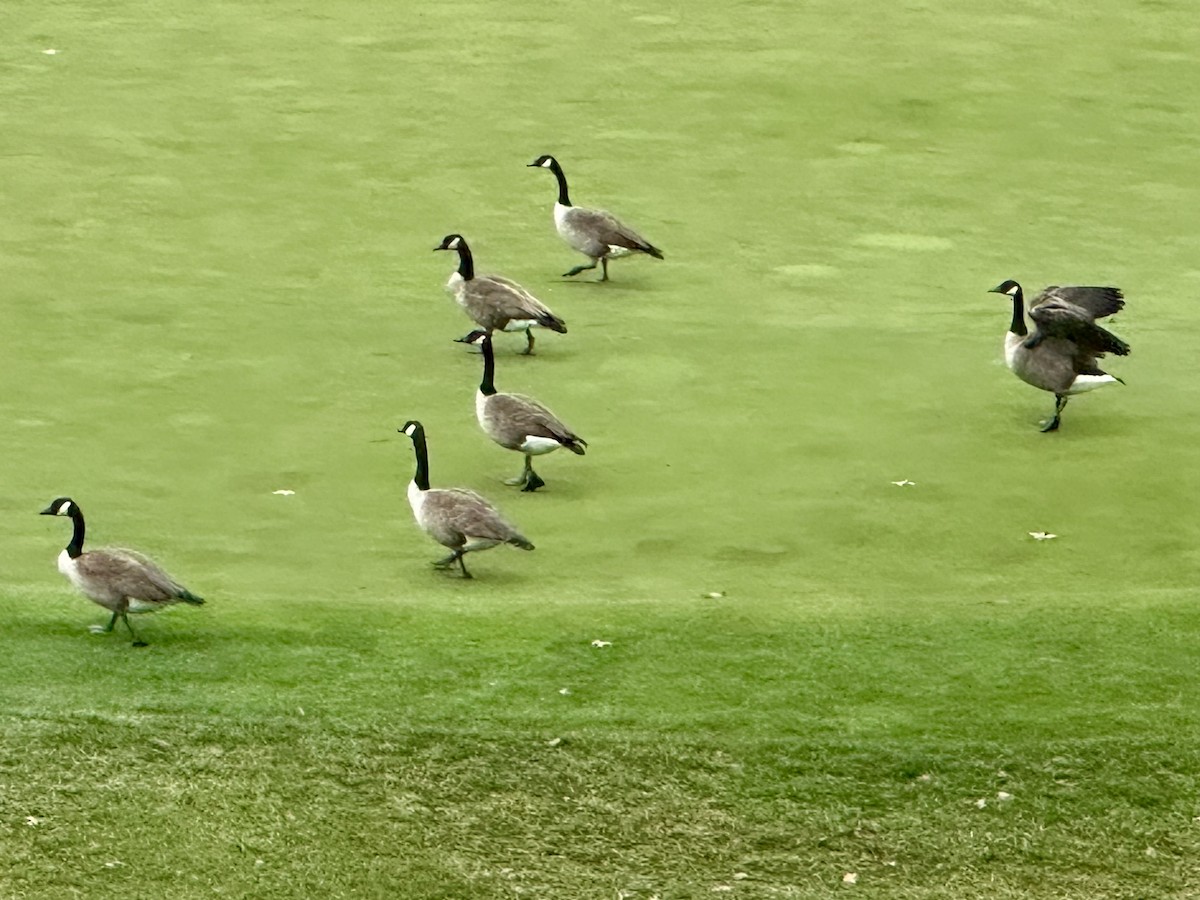 Canada Goose - ML646690152