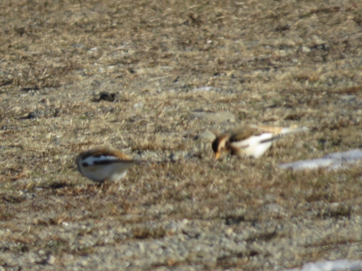 Zigolo delle nevi - ML646690156