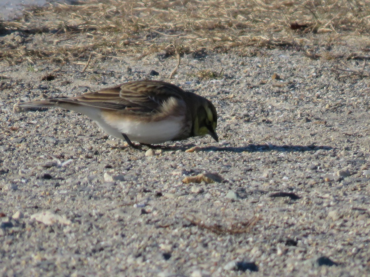 Horned Lark - ML646690158