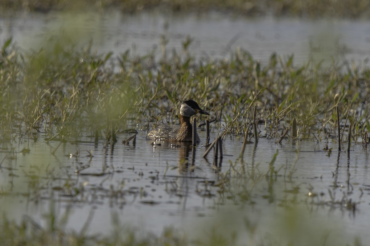 potápka rudokrká - ML646690165