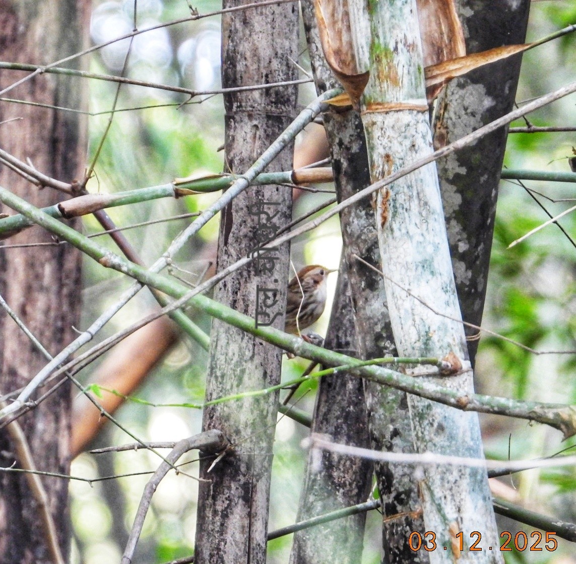Puff-throated Babbler - ML646690167