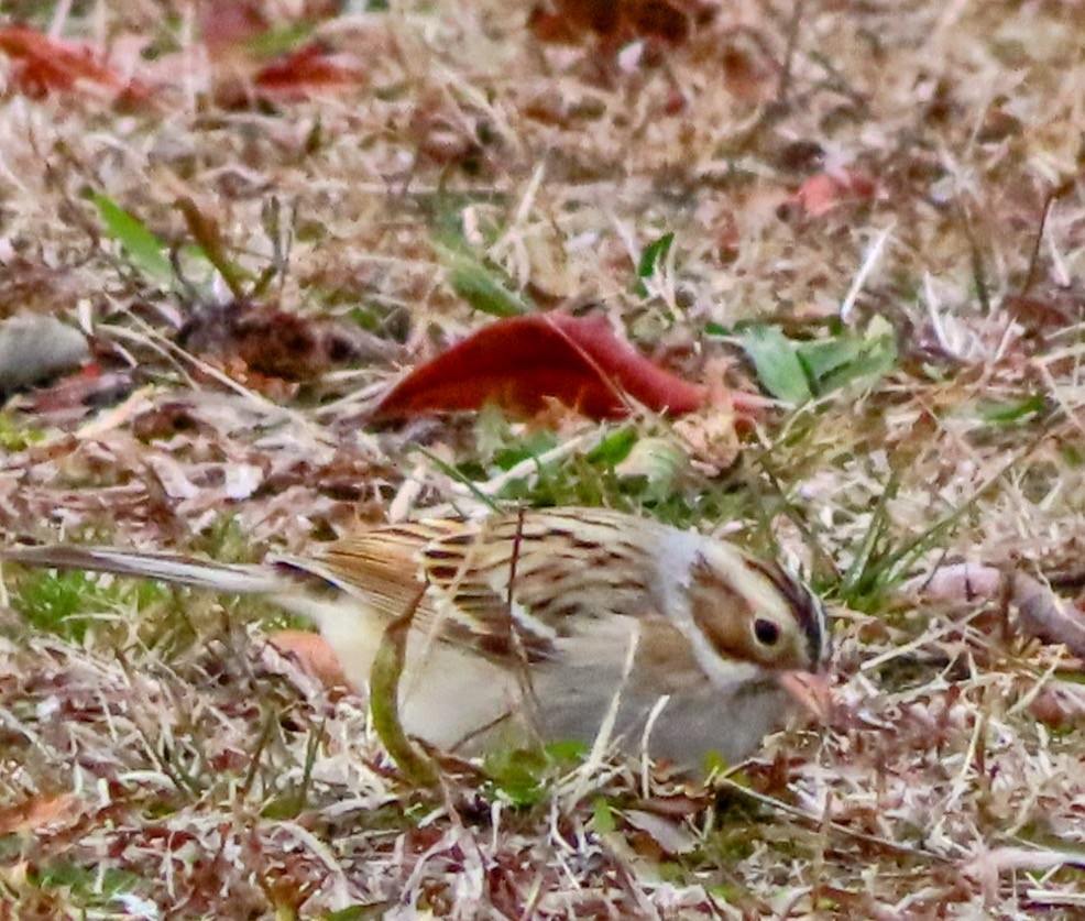Бледная малая овсянка - ML646690179