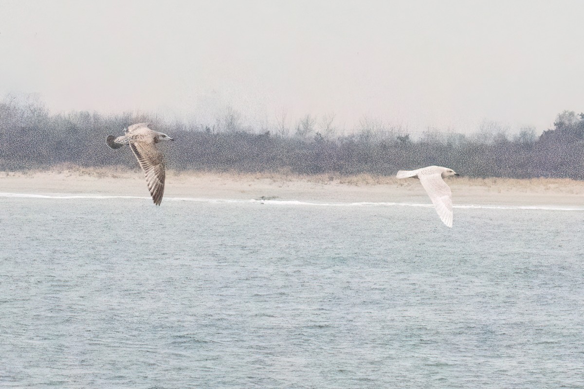 Iceland Gull (kumlieni) - ML646690182