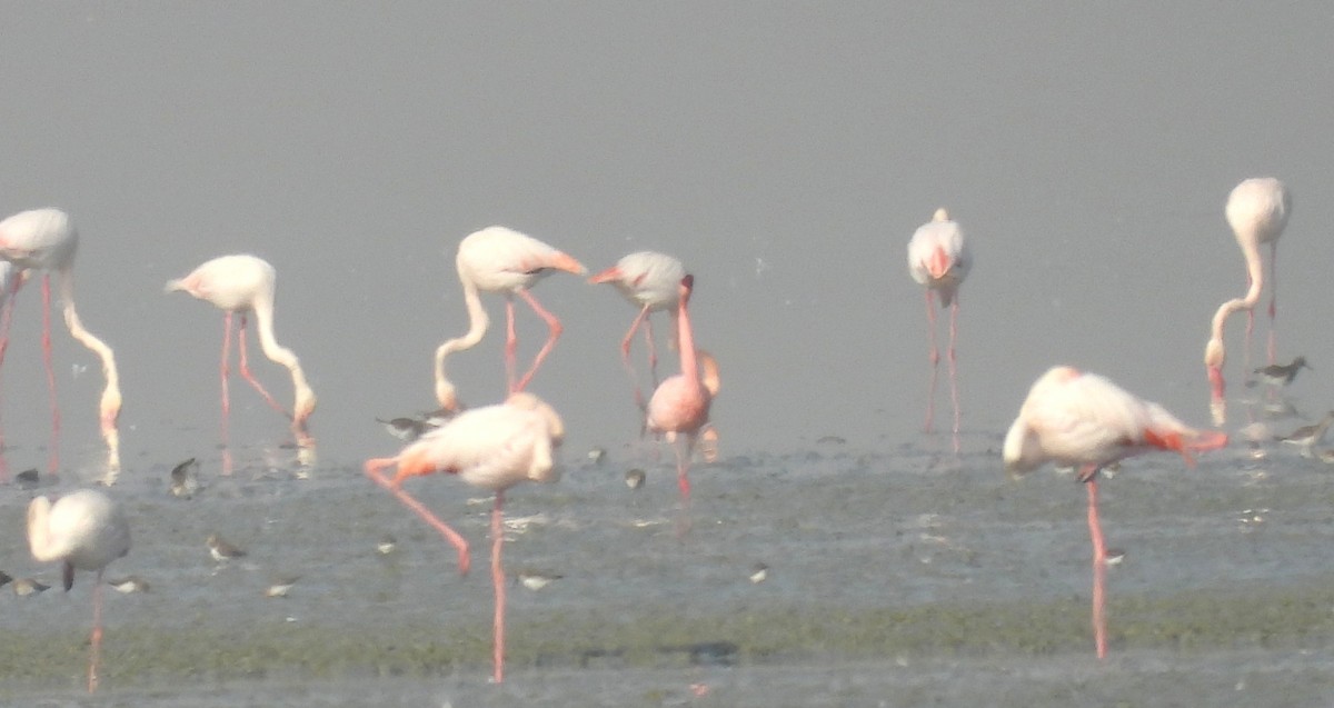 Zwergflamingo - ML646690192