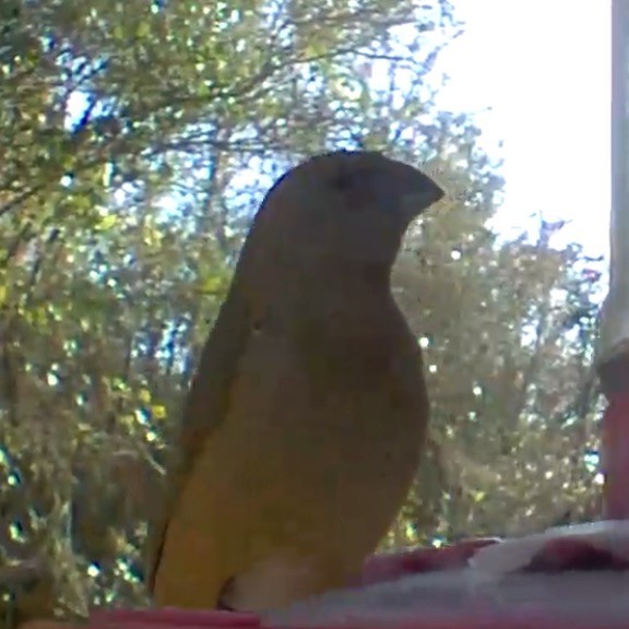 Painted Bunting - ML646690194