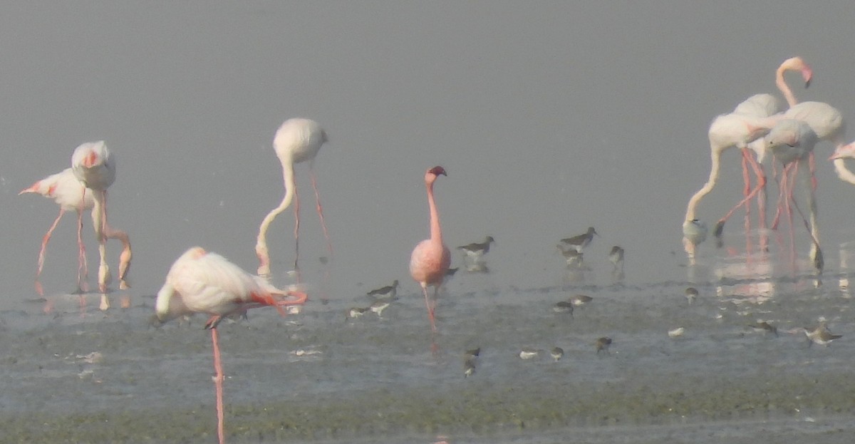 Zwergflamingo - ML646690195