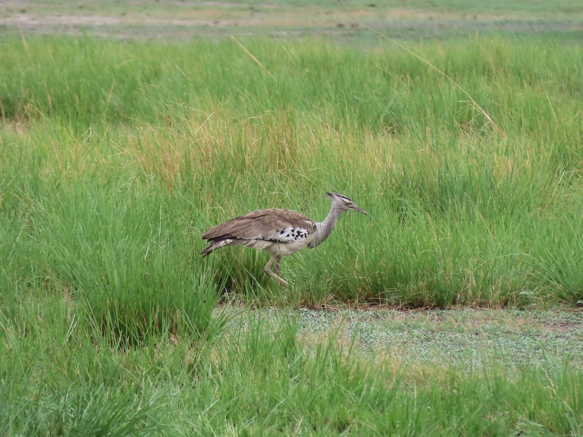 アフリカオオノガン - ML646690219