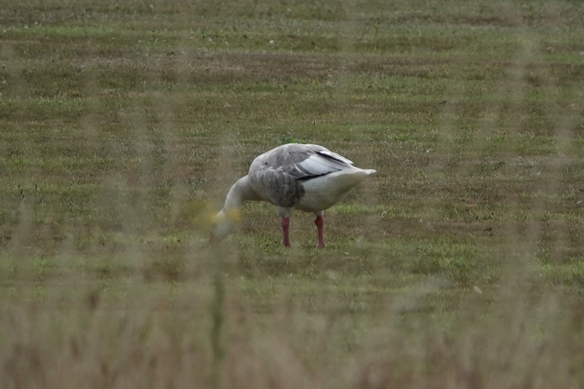 ハイイロガン（家畜） - ML646690221