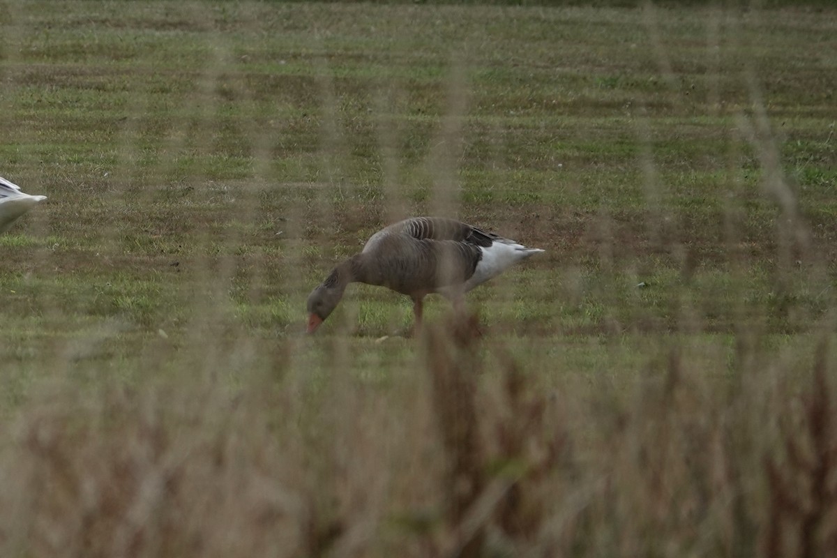 ハイイロガン - ML646690222