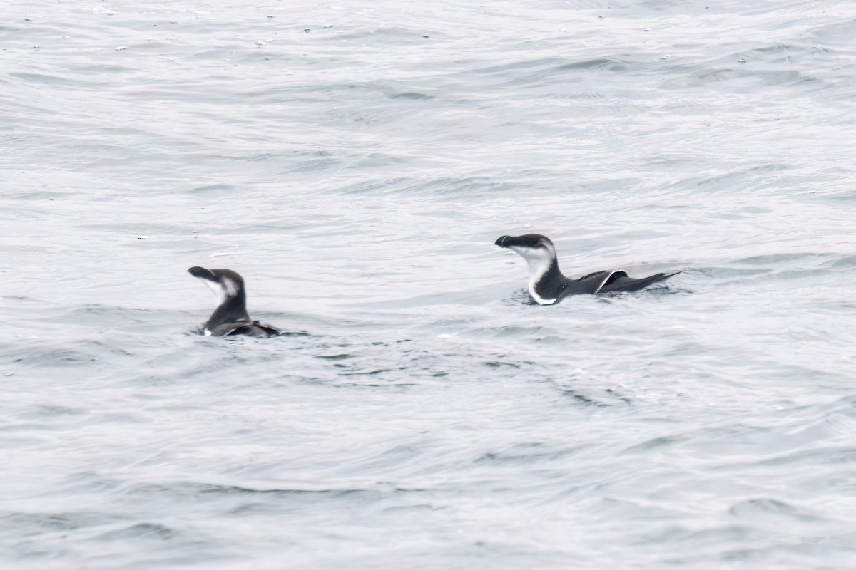 Razorbill - ML646690225