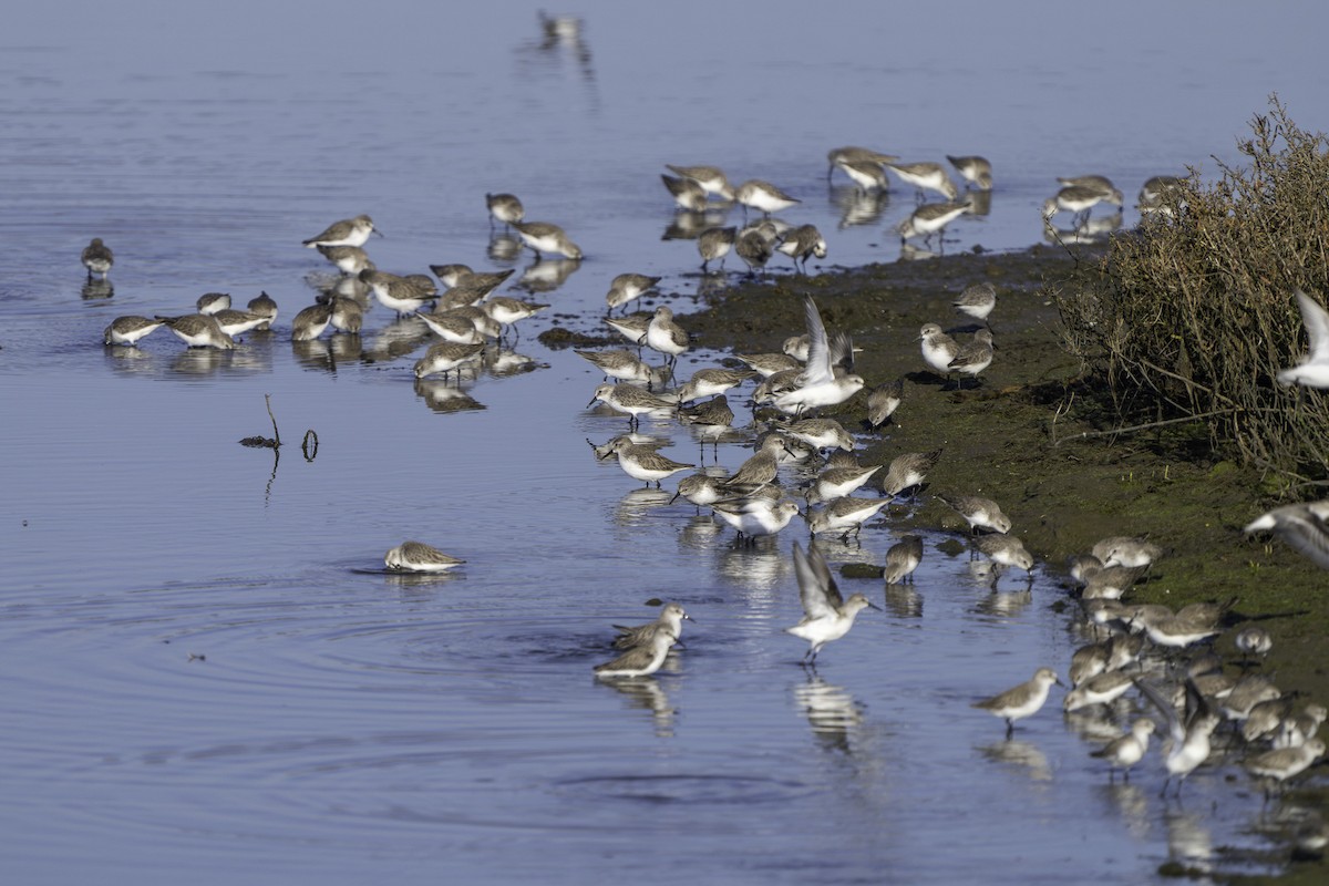 Gambecchio dell'Alaska - ML646690229