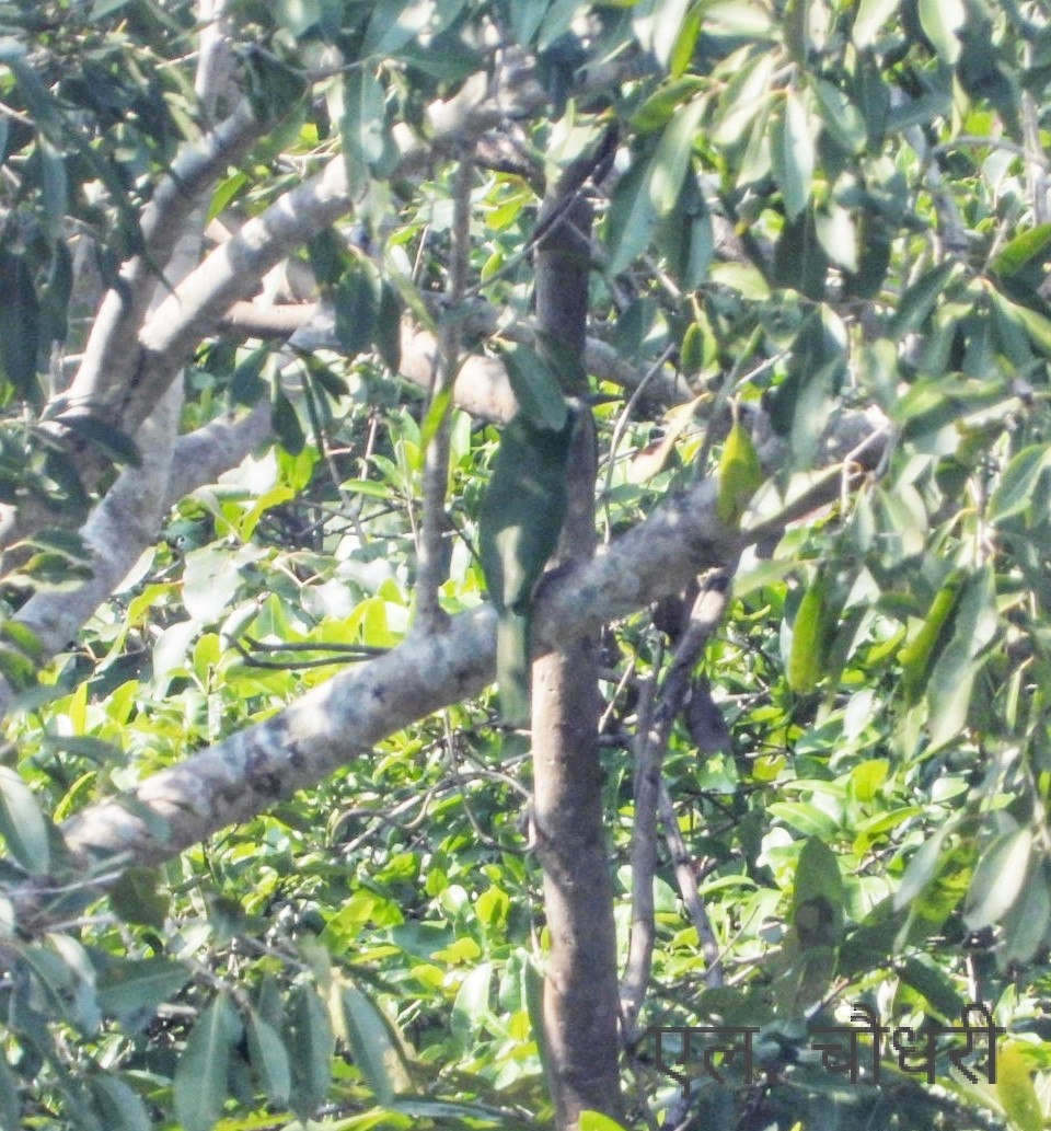 Blue-bearded Bee-eater - ML646690231