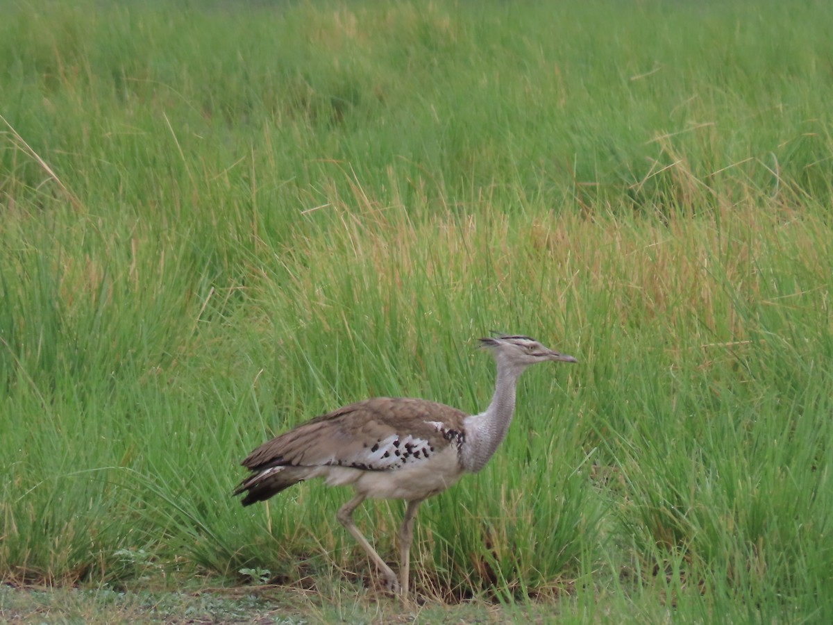 アフリカオオノガン - ML646690233