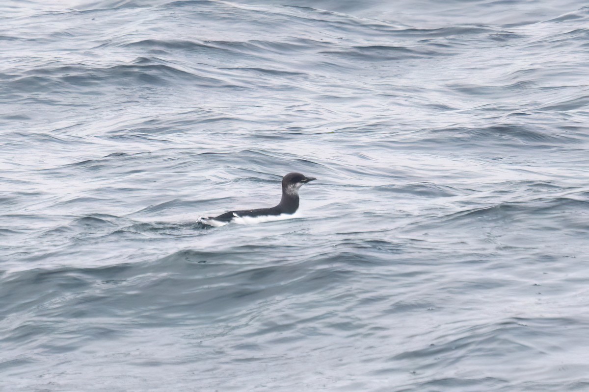 Thick-billed Murre - ML646690234