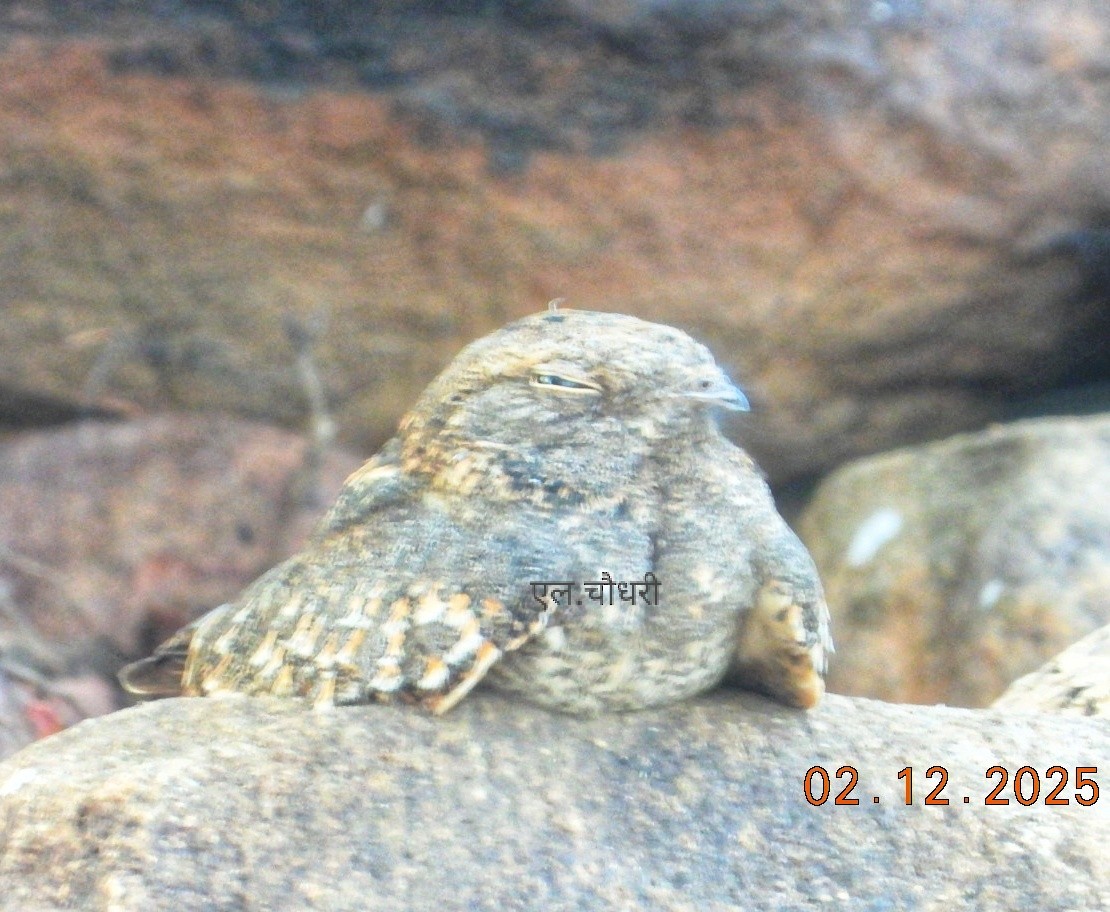 Savanna Nightjar - ML646690236