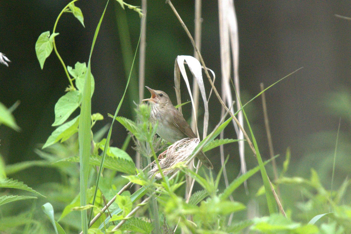 cvrčilka říční - ML646690238