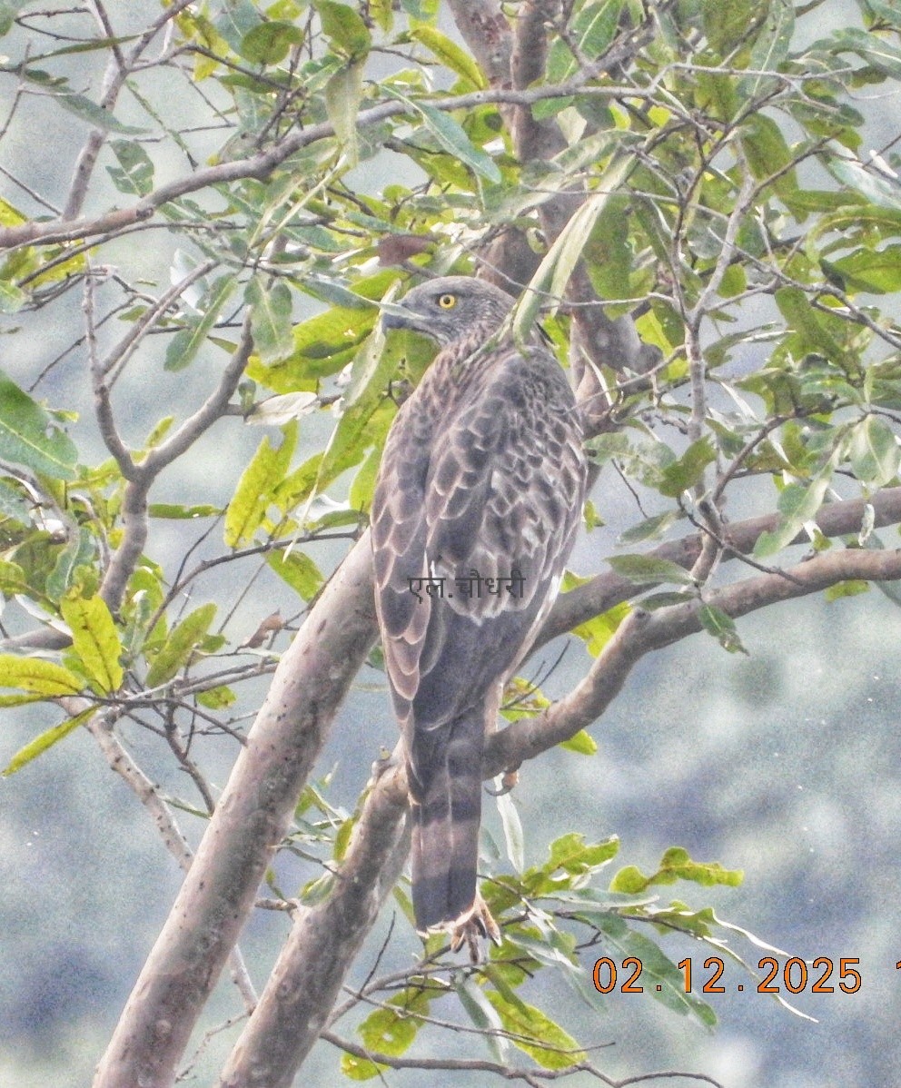 Changeable Hawk-Eagle - ML646690251