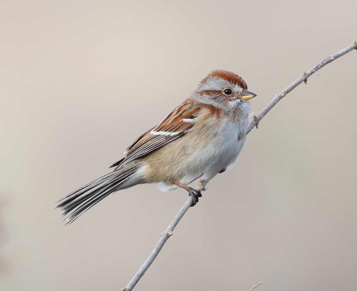 Hudson Körfezi Serçesi - ML646690253