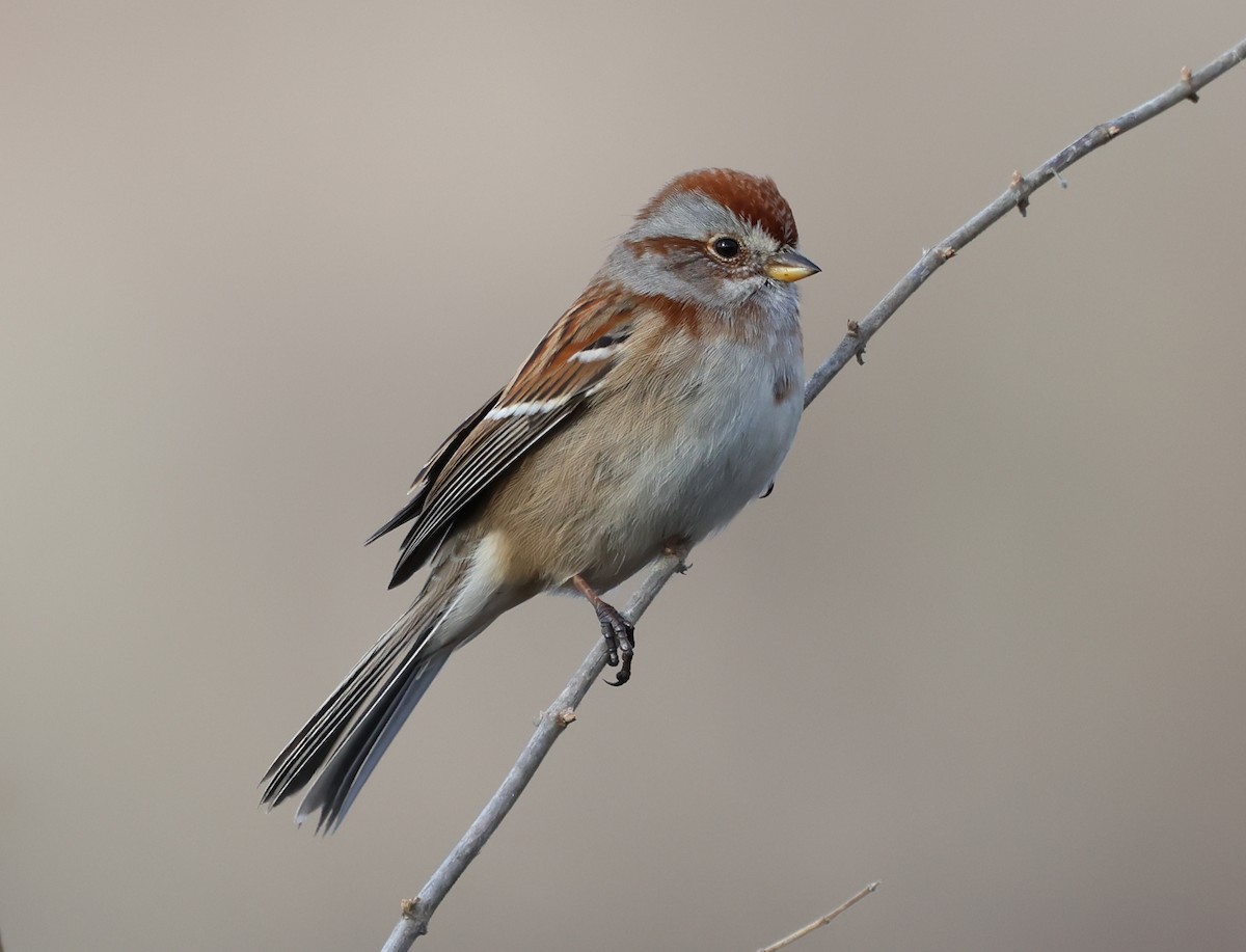 Hudson Körfezi Serçesi - ML646690254