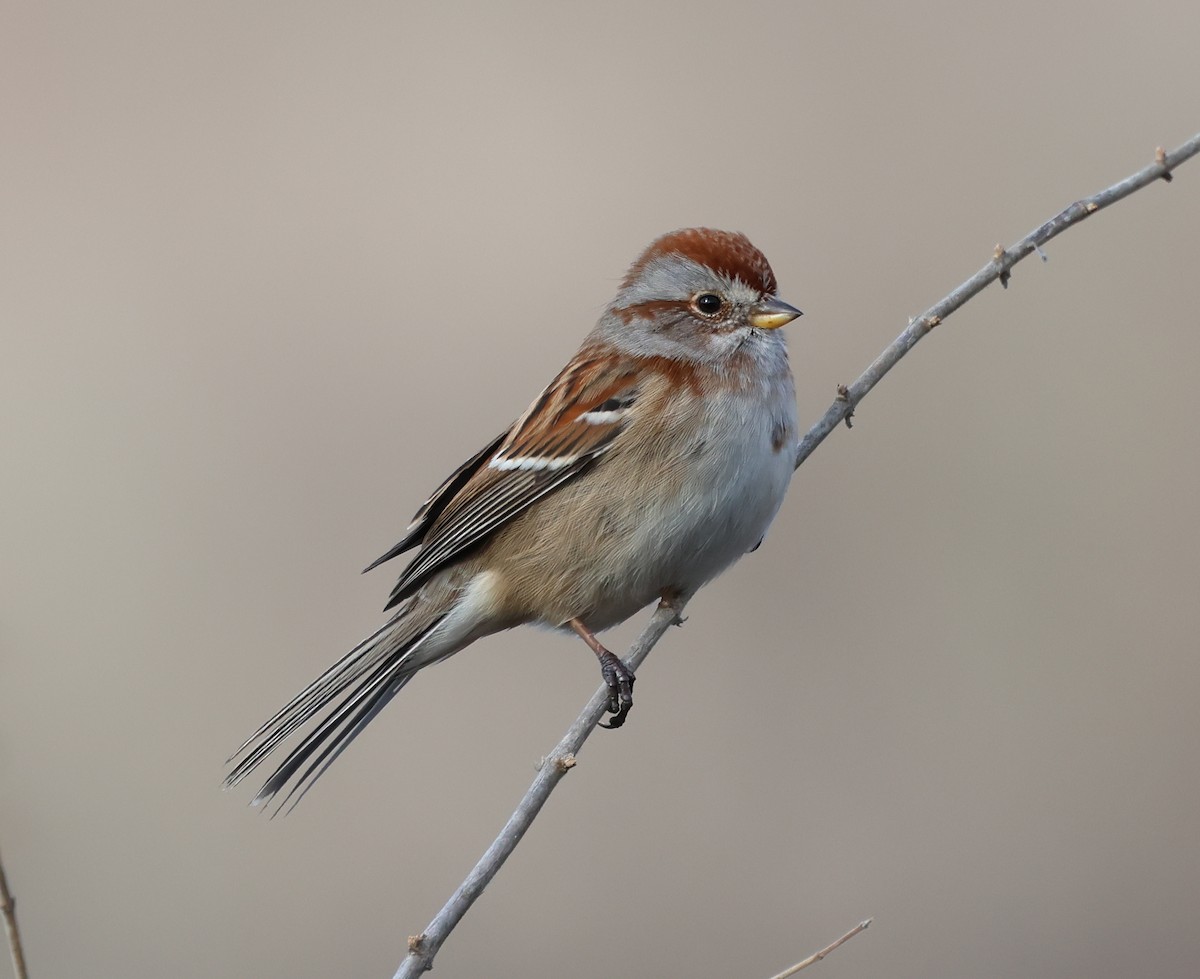 Hudson Körfezi Serçesi - ML646690255