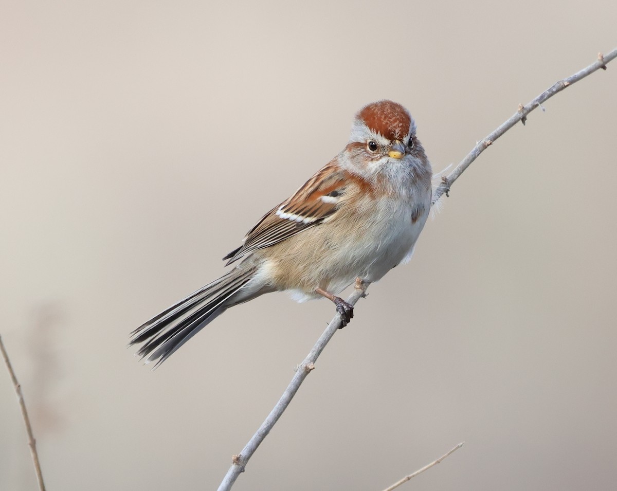 Hudson Körfezi Serçesi - ML646690256