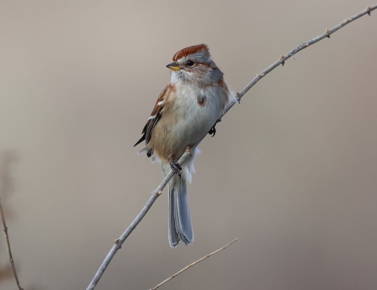 Hudson Körfezi Serçesi - ML646690257