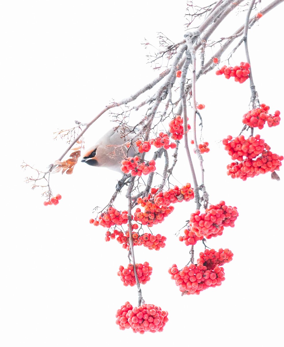 Seidenschwanz - ML646690262