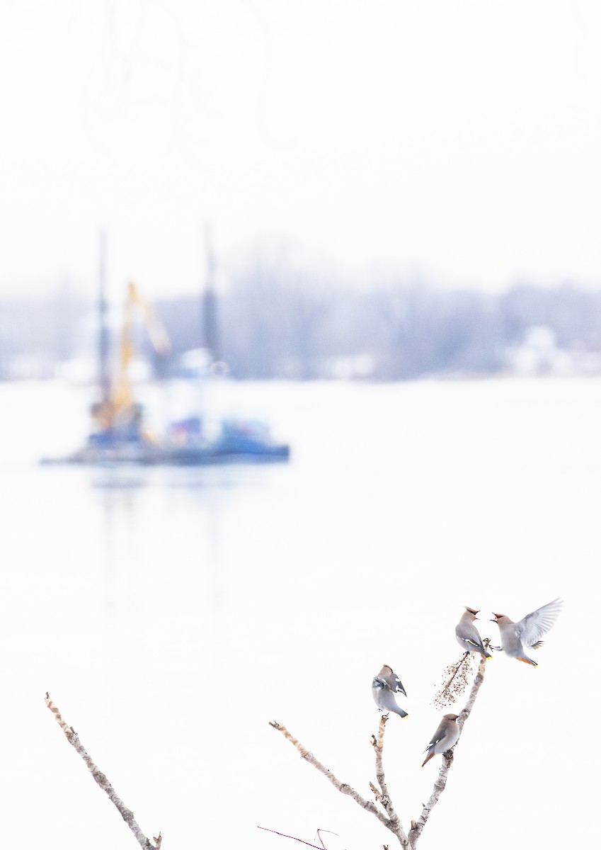 Seidenschwanz - ML646690263