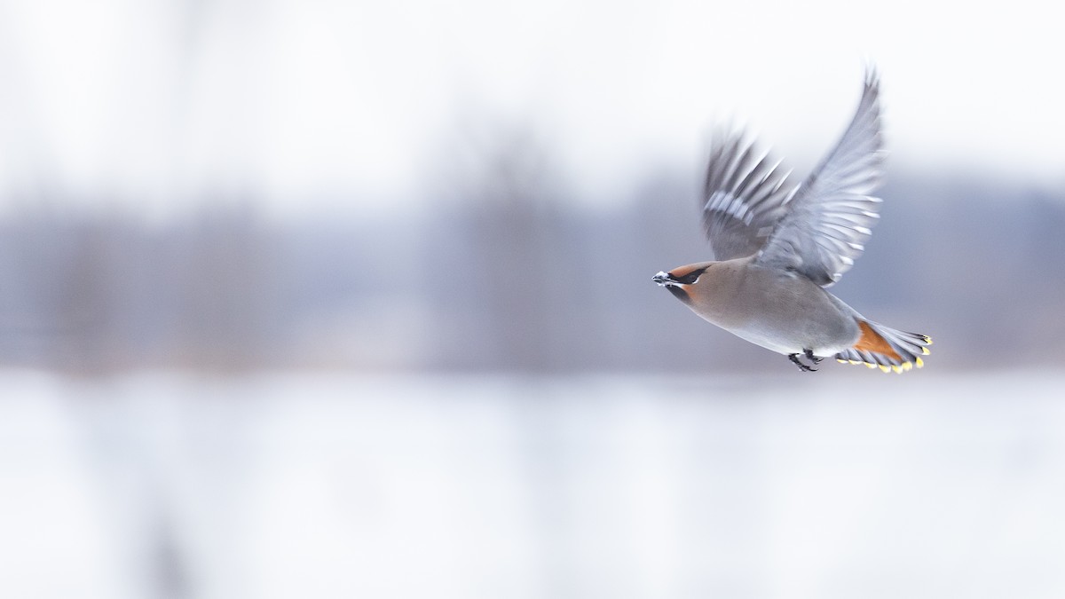 Seidenschwanz - ML646690264