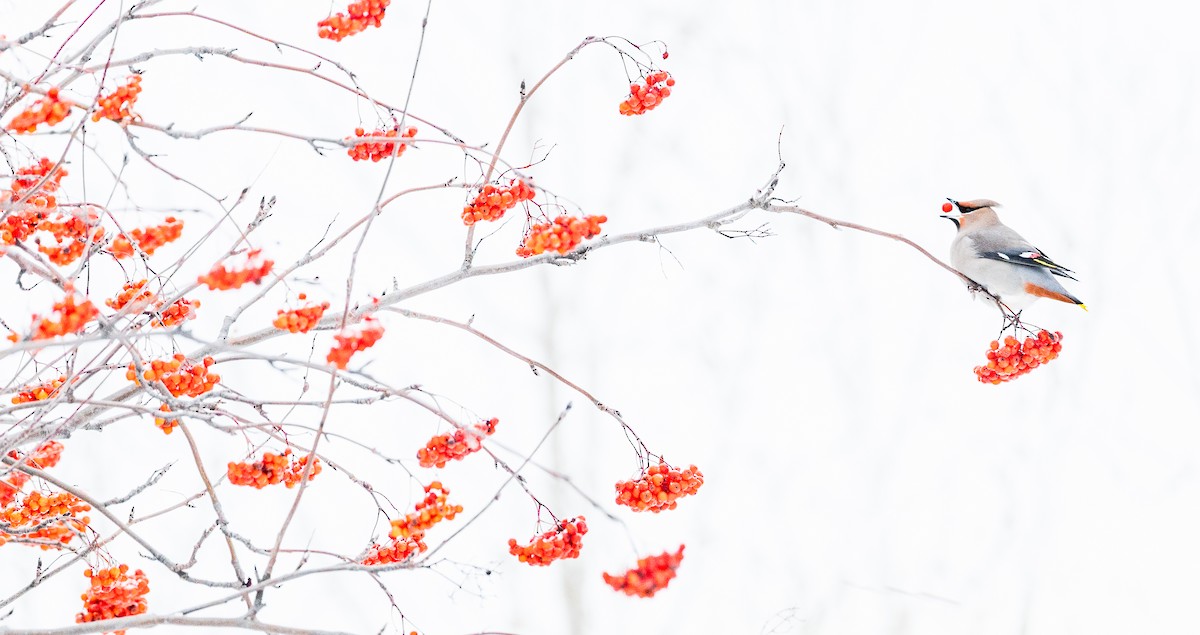 Seidenschwanz - ML646690265