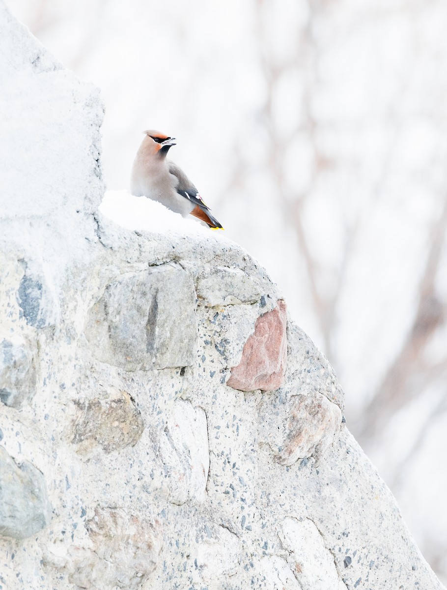 Seidenschwanz - ML646690266