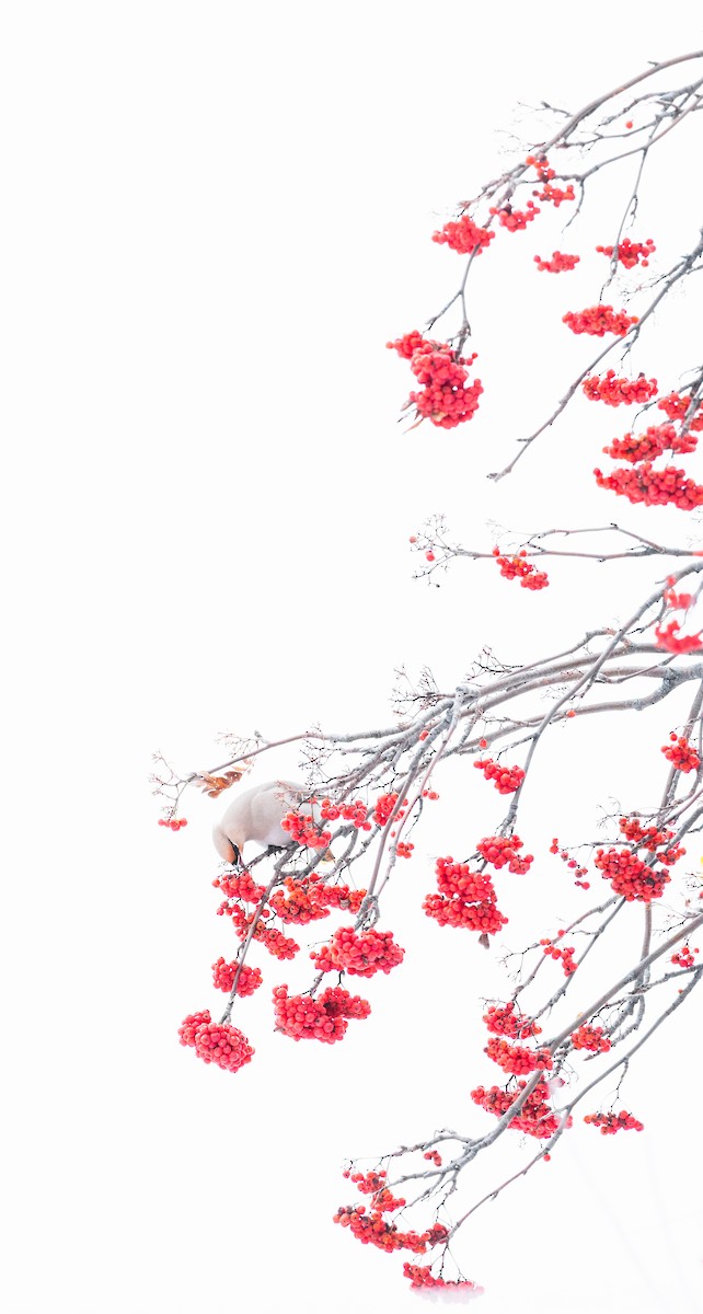 Bohemian Waxwing - ML646690267