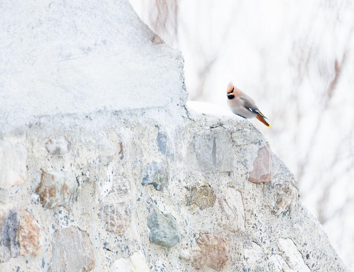 Bohemian Waxwing - ML646690268