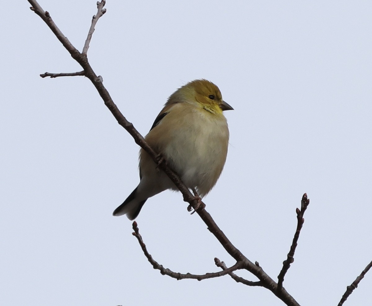 Altın İskete - ML646690269