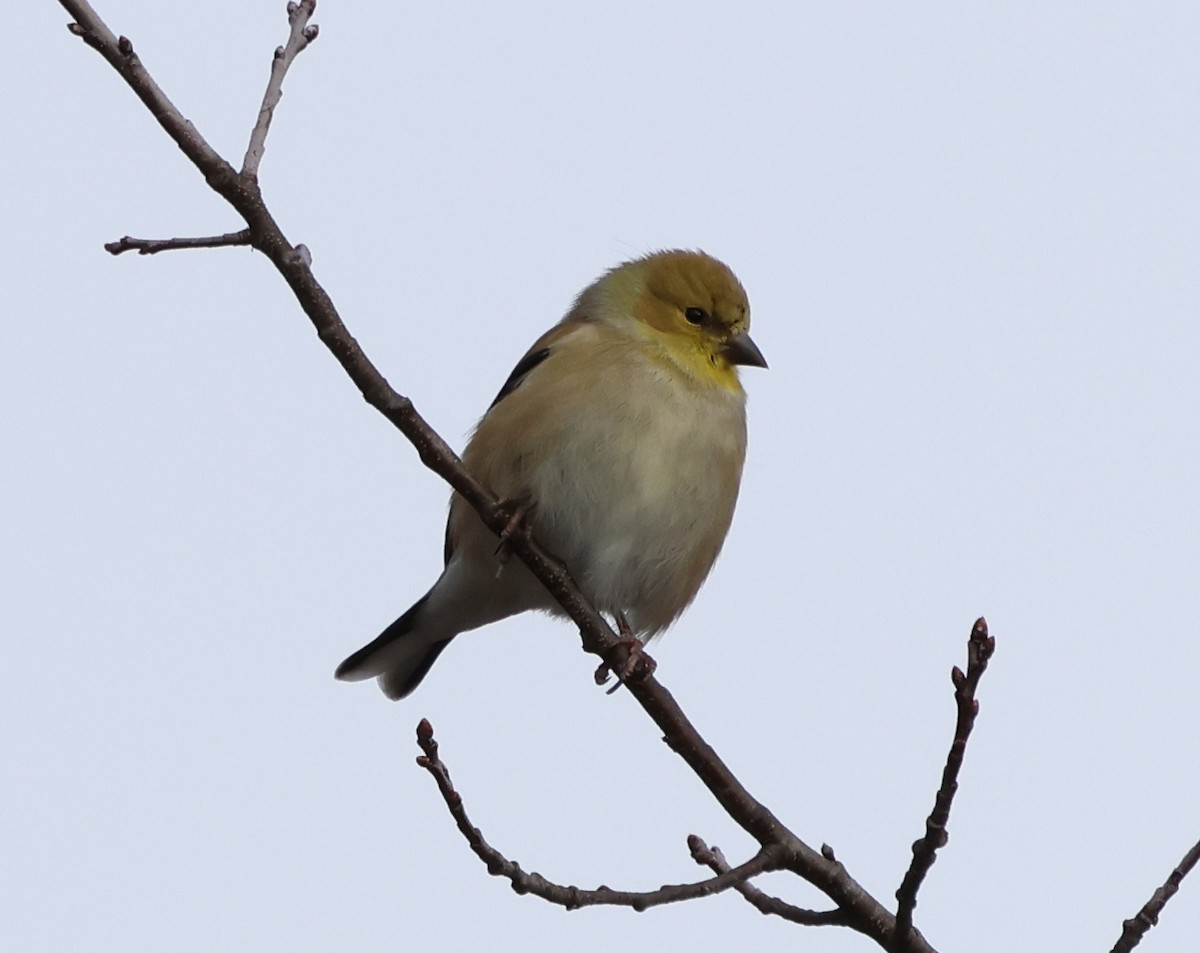 Altın İskete - ML646690270