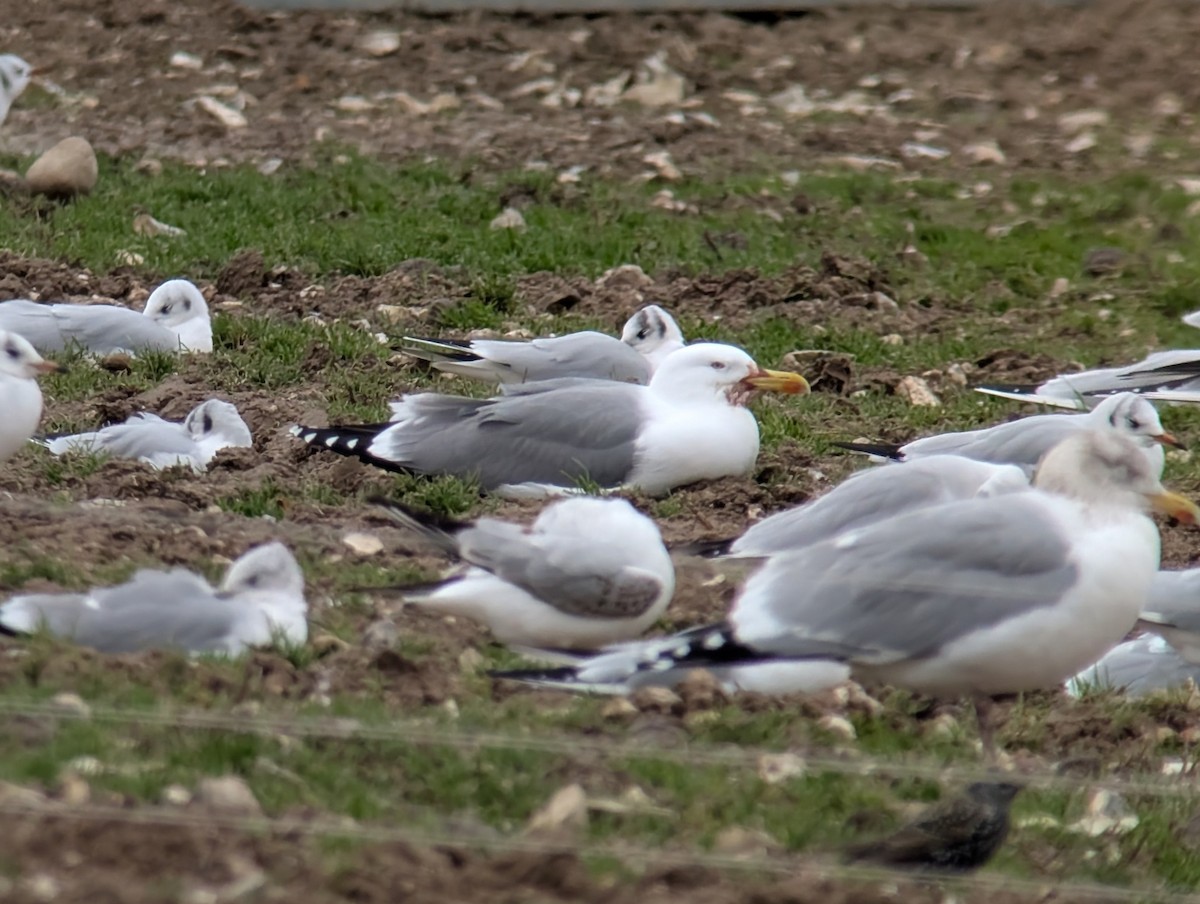 Yellow-legged Gull (michahellis) - ML646690271