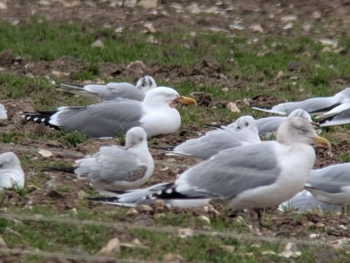 Yellow-legged Gull (michahellis) - ML646690272